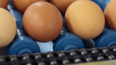 В ценовом сговоре заподозрили две птицефабрики в Павлодарской области