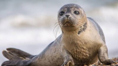 Минэкологии: За брошенный в каспийского тюленя камень можно сесть на три года