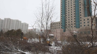 Каменные джунгли: в Астане срубают многолетние деревья в старом центре, чтобы построить здание дата-центра