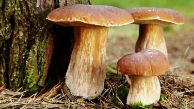 Сколько грибов и ягод казахстанцы могут собирать в лесах бесплатно