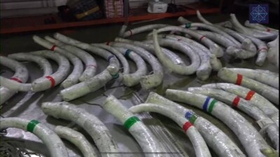 Через Казахстан пытались вывезти бивни мамонтов и рог шерстистого носорога на 173 млн тенге