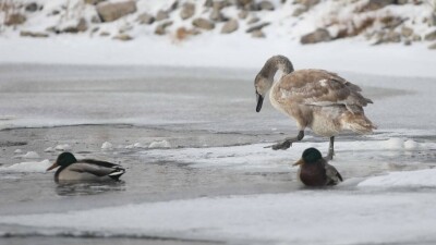 Лебеди гибнут на замерзающей реке в Астане. Горожане пытаются спасти птиц самостоятельно