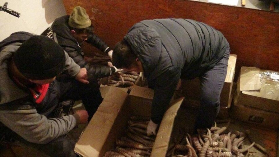 Двое мужчин пытались продать более 600 рогов сайги