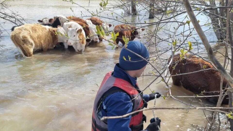 Сотрудники ДЧС ВКО помогли пастуху спасти телят с затопленного острова