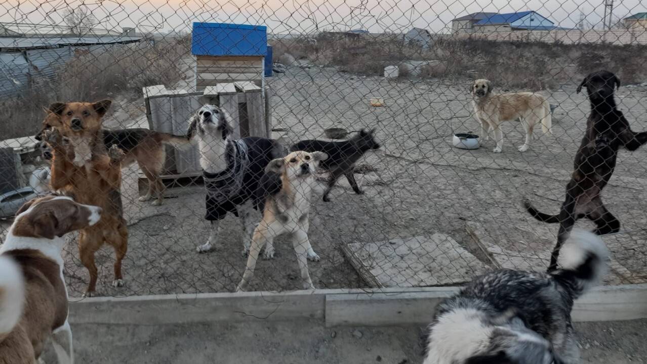 План по убийствам. Почему в Актау хладнокровно уничтожают собак на глазах у  детей? | informburo.kz