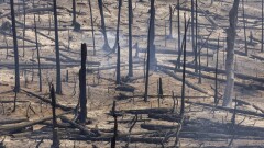 Нефть запретить нельзя добывать. Почему провалился климатический саммит ООН