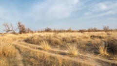 Засуха в Казахстане: останется ли страна без урожая