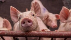Американские хирурги впервые успешно пересадили человеку почку свиньи