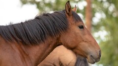 В Шымкенте на кладбище пасётся скот