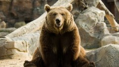 Хорошего медведя должно быть много. Как конкурс на самого толстого косолапого Аляски покорил весь мир