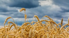 Аграрии Костанайской области просят объявить ЧС. Они не могут собрать урожай