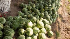 Как избежать отравления арбузом