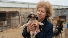 На улицах Актау могут оказаться более 300 бездомных собак