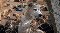 Здесь климат иной. Почему в Астане вакцинированных и стерилизованных бездомных животных не выпускают на свободу