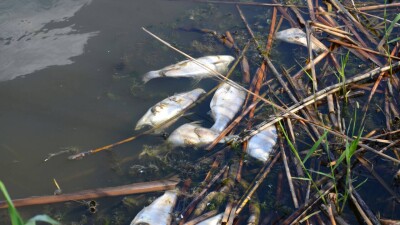 Скопление сероводорода. Названа причина гибели рыбы в СКО