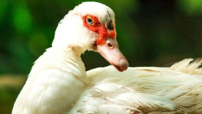 Бесценные друзья человека: животные, за которых платят миллионы