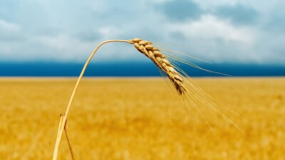 40% посевов так и не удалось собрать с полей одного из районов Актюбинской области
