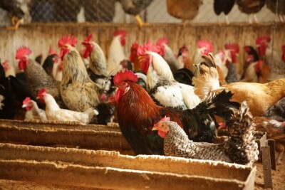 Золотая курица: почему дорожает мясо птицы