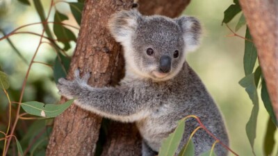 Тревожное будущее коал: теперь они в списке животных на грани вымирания