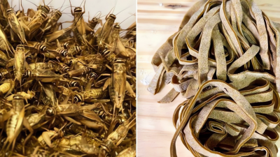 Макароны из сверчков: тернистый путь насекомых в итальянское меню