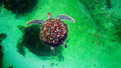 В Монреале подписали пакт о восстановлении биоразнообразия. По амбициям его сравнивают с Парижским соглашением по климату