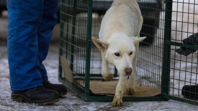 Закон об ответственном обращении с животными в действии: в Алматы признали опасными и усыпили почти 2000 собак