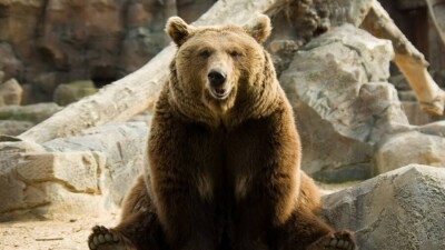 Хорошего медведя должно быть много. Как конкурс на самого толстого косолапого Аляски покорил весь мир