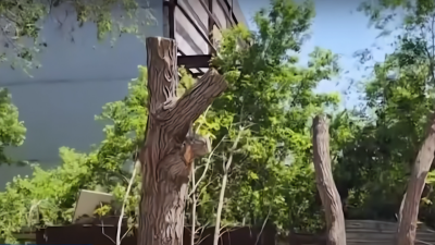 Жители Темиртау массово жалуются на обрезку деревьев, больше похожую на спил