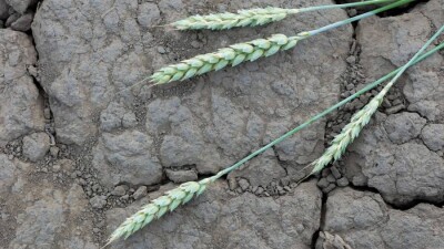 Сможет ли Казахстан прокормить себя, когда изменится климат