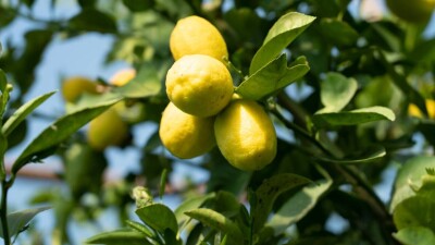 Земляника, лимоны, капуста. На чём зарабатывают казахстанские фермеры