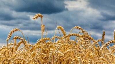 Аграрии Костанайской области просят объявить ЧС. Они не могут собрать урожай