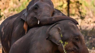 Почему легендарные слоны Шри-Ланки гибнут в таких количествах?