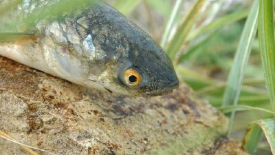 Каспий мелеет, рыба гибнет