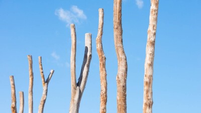 Деревья стоимостью 75 млн тенге не прижились в Караганде