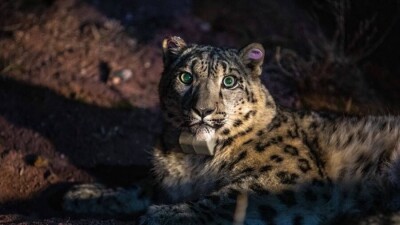 Жители Алматинской области повстречали снежного барса. Он не пытался от них убежать