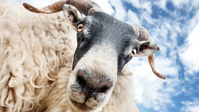 Борьба с отрыжкой: в Шотландии начали измерять, сколько метана выделяют овцы при пищеварении