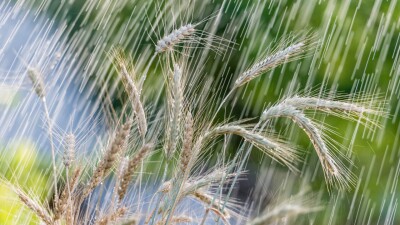 Гибнущий урожай и производство боевой техники. Главное за неделю