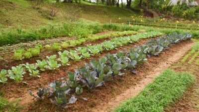 Как казахстанцам подать заявку на бесплатный гектар земли