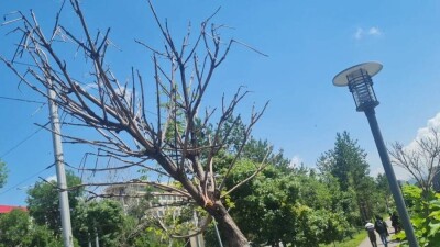 Озеленение по-алматински. Почему гибнет так много молодых деревьев
