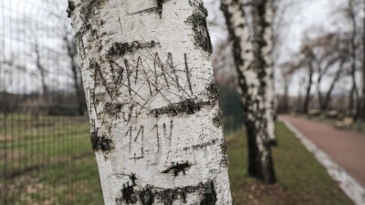Казахстанцам напомнили о запрете на сбор берёзового сока. Какой грозит штраф