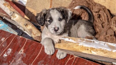 Карагандинские зоозащитники требуют остановить отстрел животных