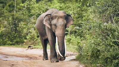 "Я бы снял с неё цепи и дал свободу". История мальчика, выросшего со слонами