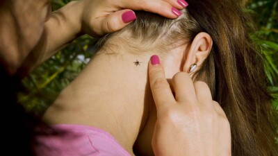 Как избежать укусов клещей и что делать, если это не удалось