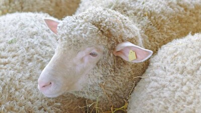 Убыточный Курбан айт. Казахстанцы к празднику купили мало баранов – слишком дорого
