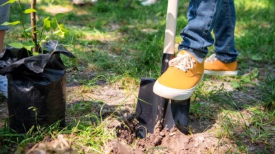 В Караганде саженцы высаживали в пластиковых мешках. Деревья погибли