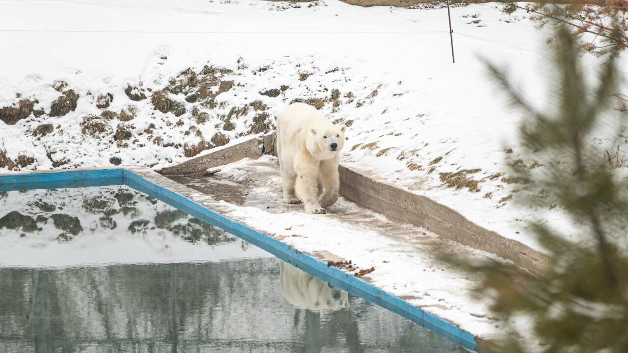 Праздник медведицы: как главному символу Арктики живётся в Алматы