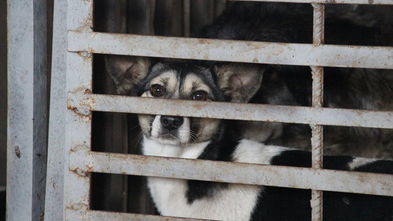 План по убийствам. Почему в Актау хладнокровно уничтожают собак на глазах у  детей? | informburo.kz