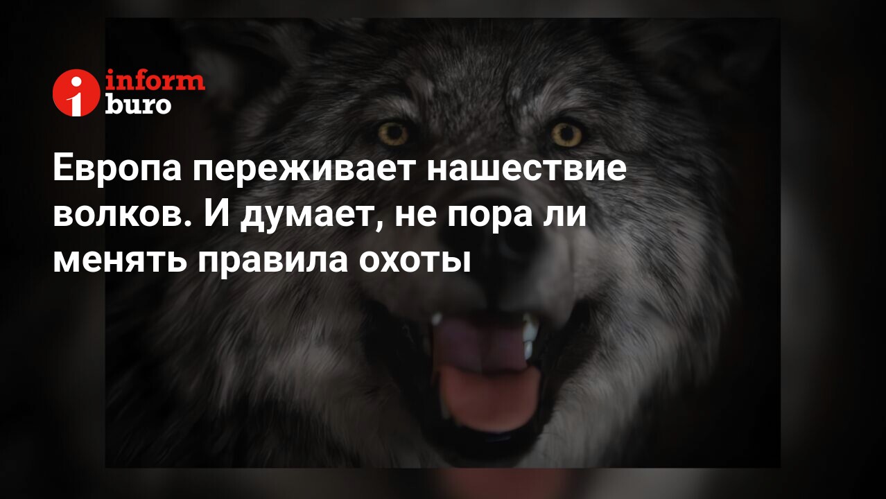 Европа переживает нашествие волков. И думает, не пора ли менять правила  охоты | informburo.kz