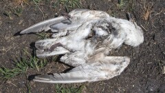 Атырауда құстар жаппай қырылып жатыр