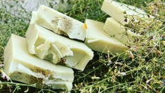 Күйік пен теміреткіге шипа. Жантақ пен түйе сүтін қалай емдік мақсатта қолдануға болады